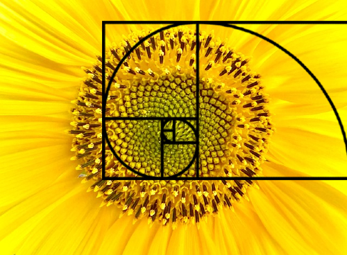 Picture of a zoomed close up of a yellow flower.