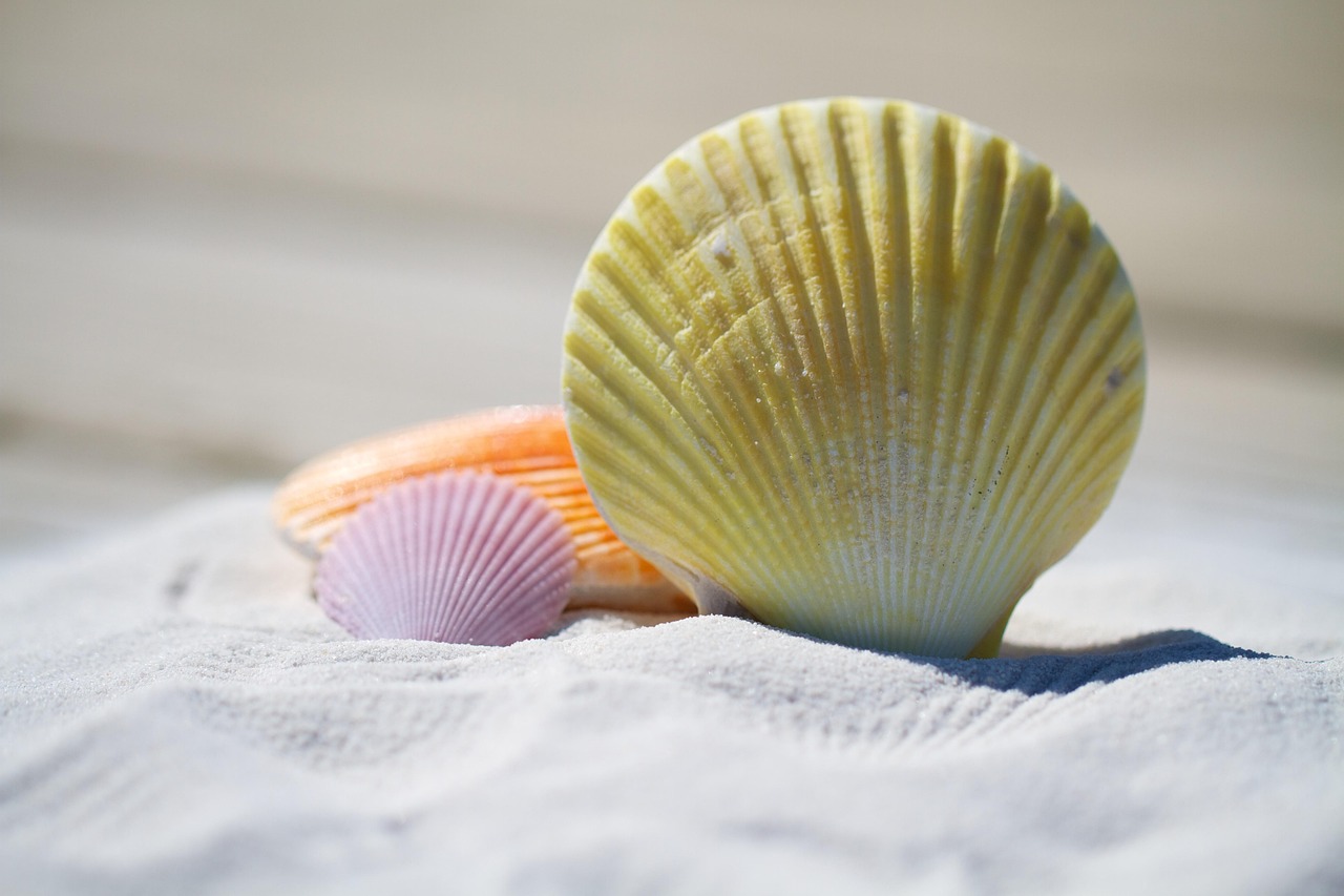 A close-up of three seashells on sand, yellow, purple, and an orange one behind them | Photo by: @julesroman at Pixabay